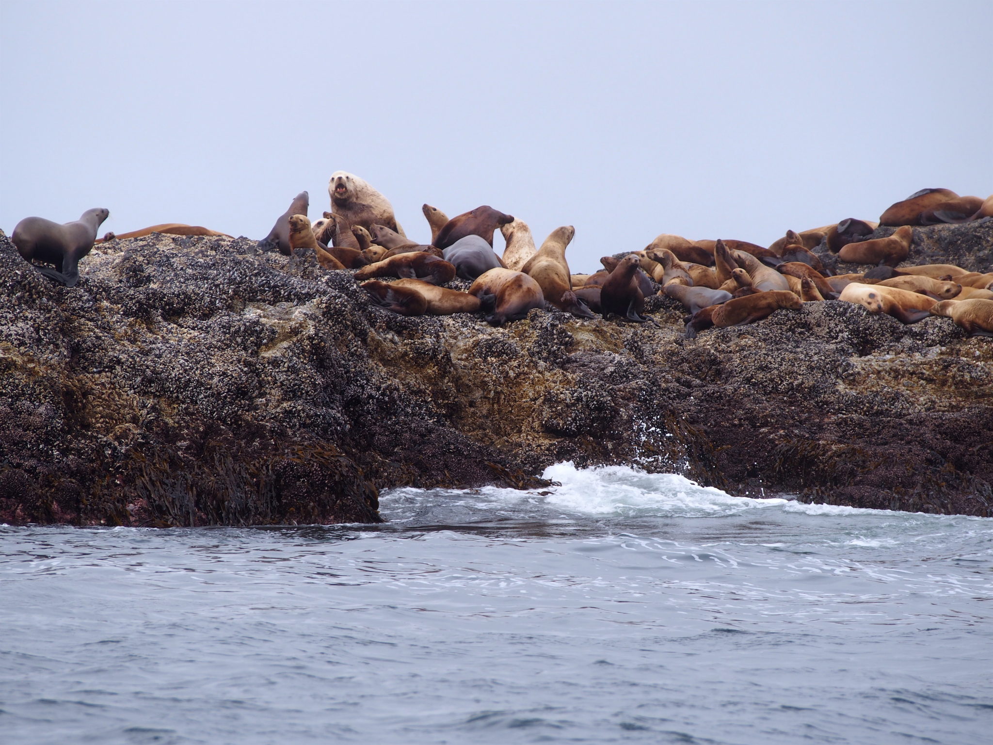 Whale Watching In Tofino, B.C. | Go Live Explore 