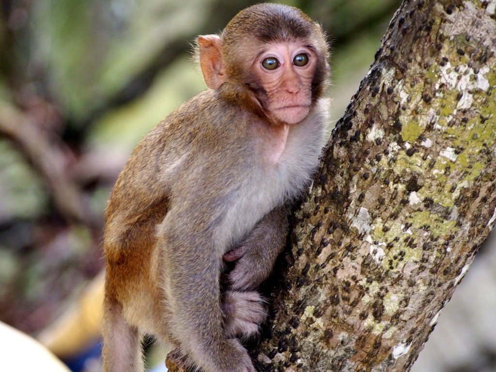 ha long bay monkey island