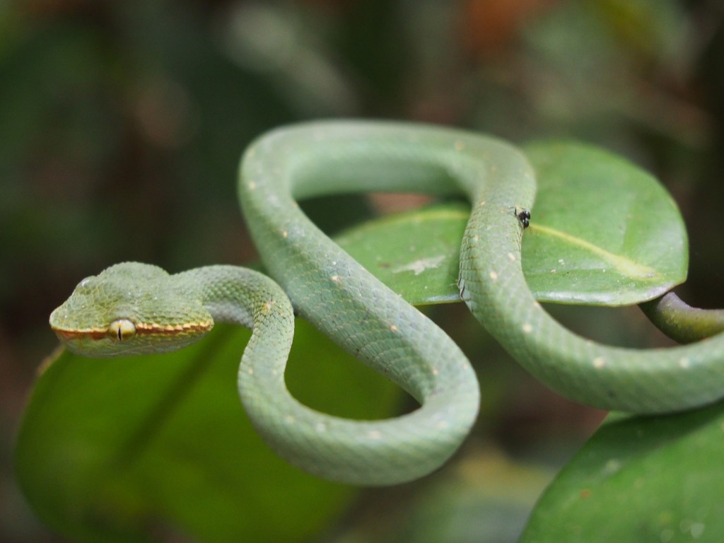 Bornean Pit Viper