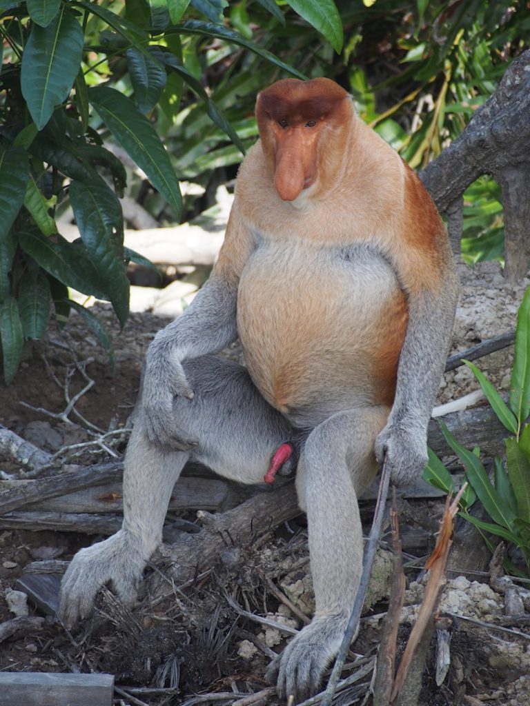 proboscis monkey wallpaper