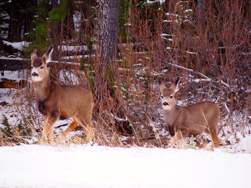 Banff National Park