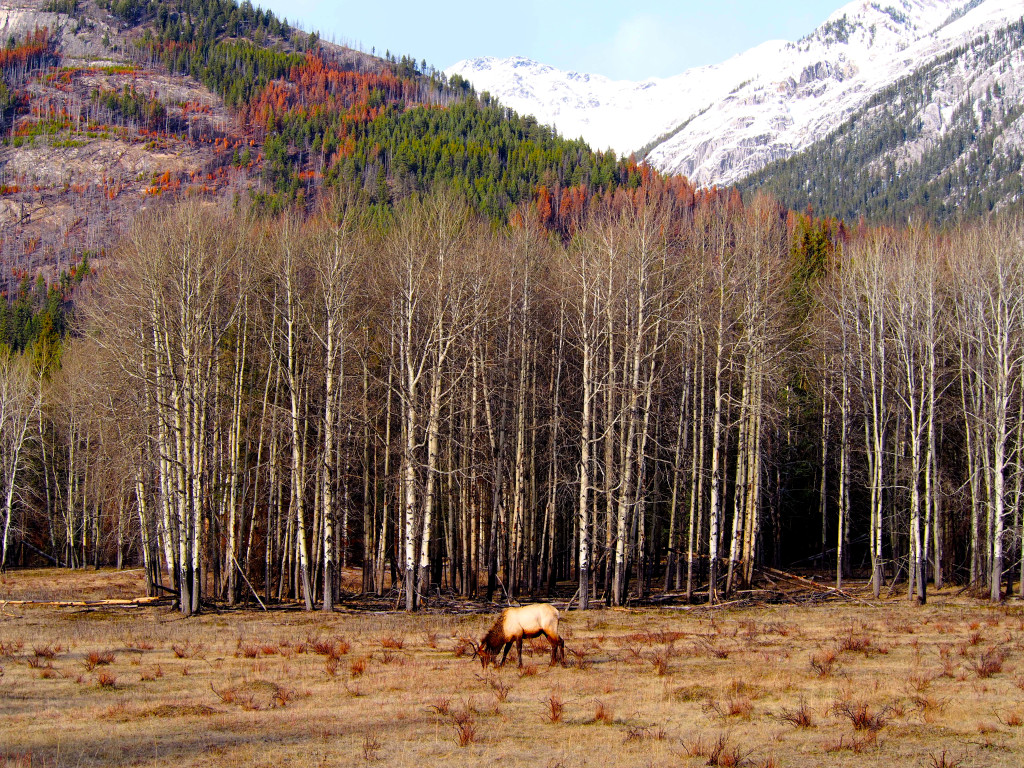 bow valley parkway