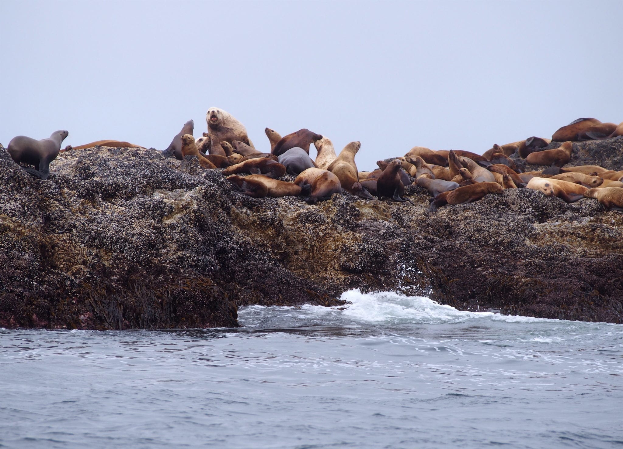 Whale Watching In Tofino