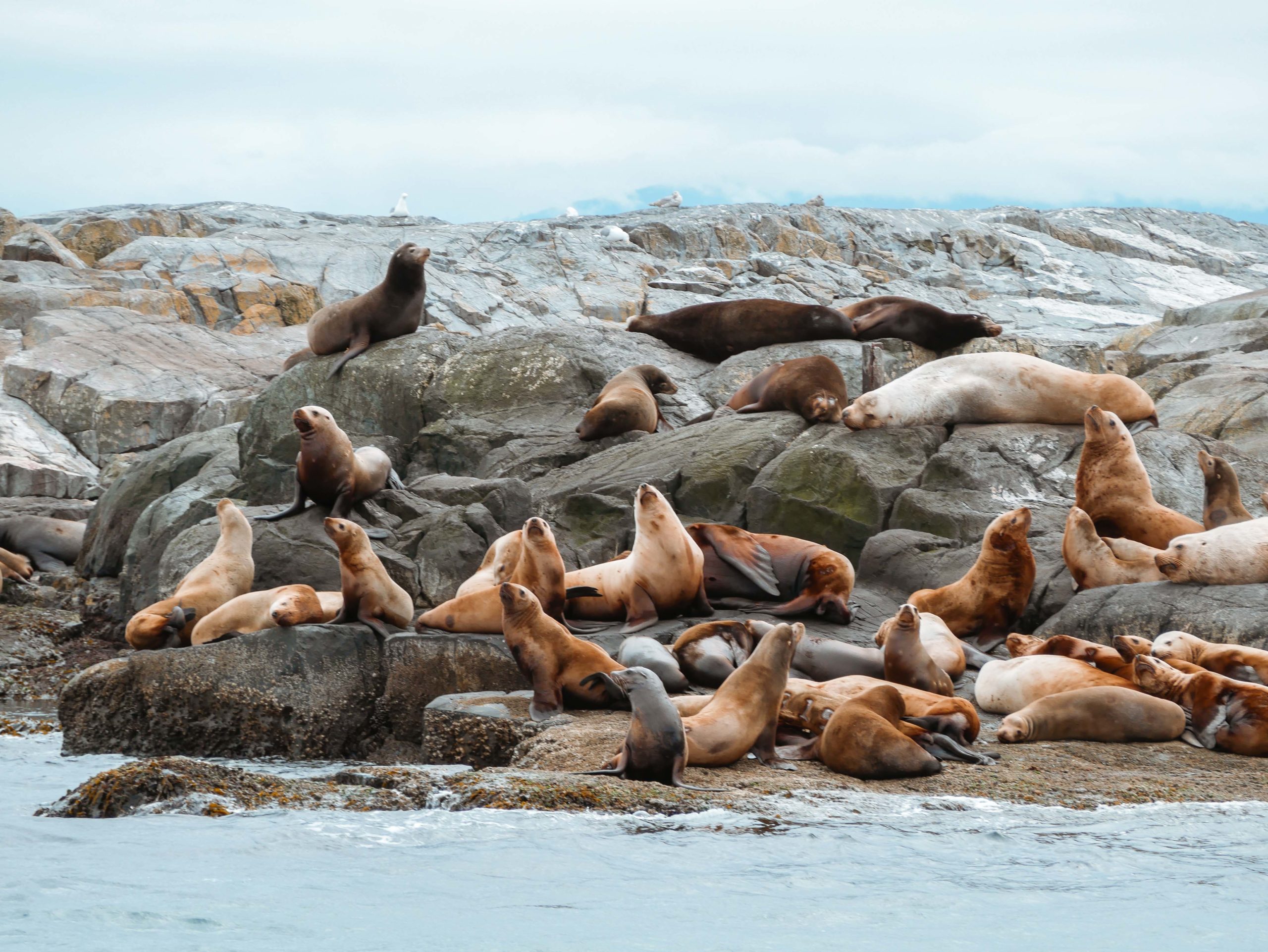 Whale watching in Tofino