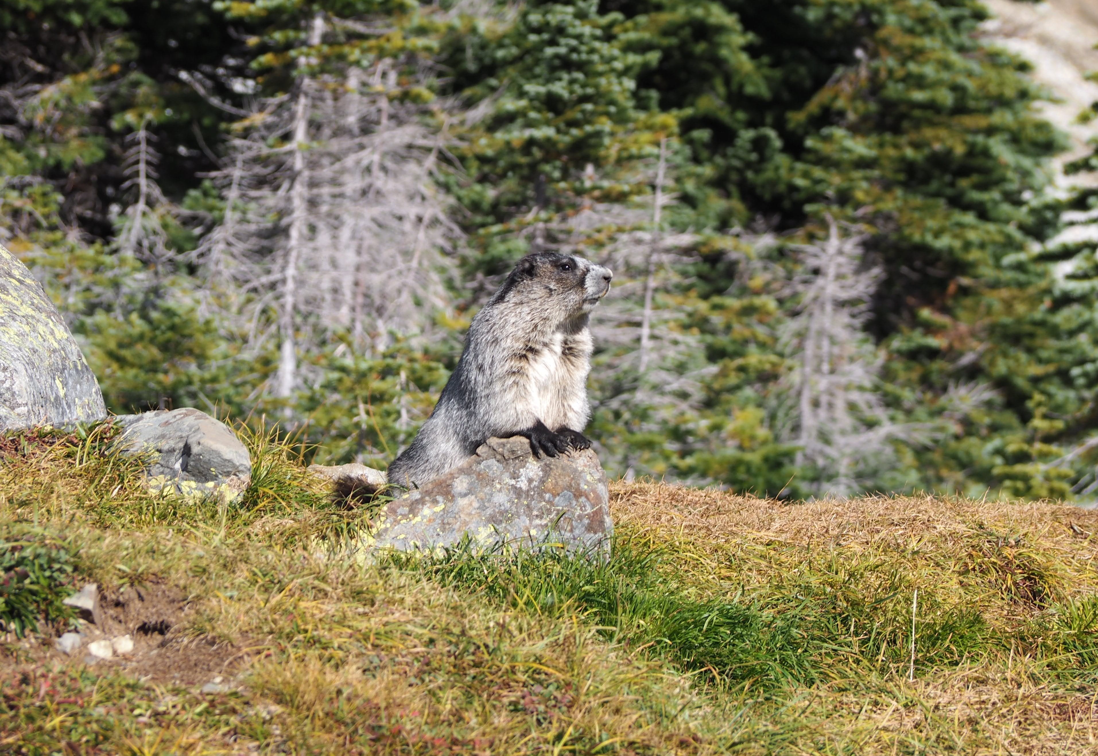 Wildlife at Panorama Ridge