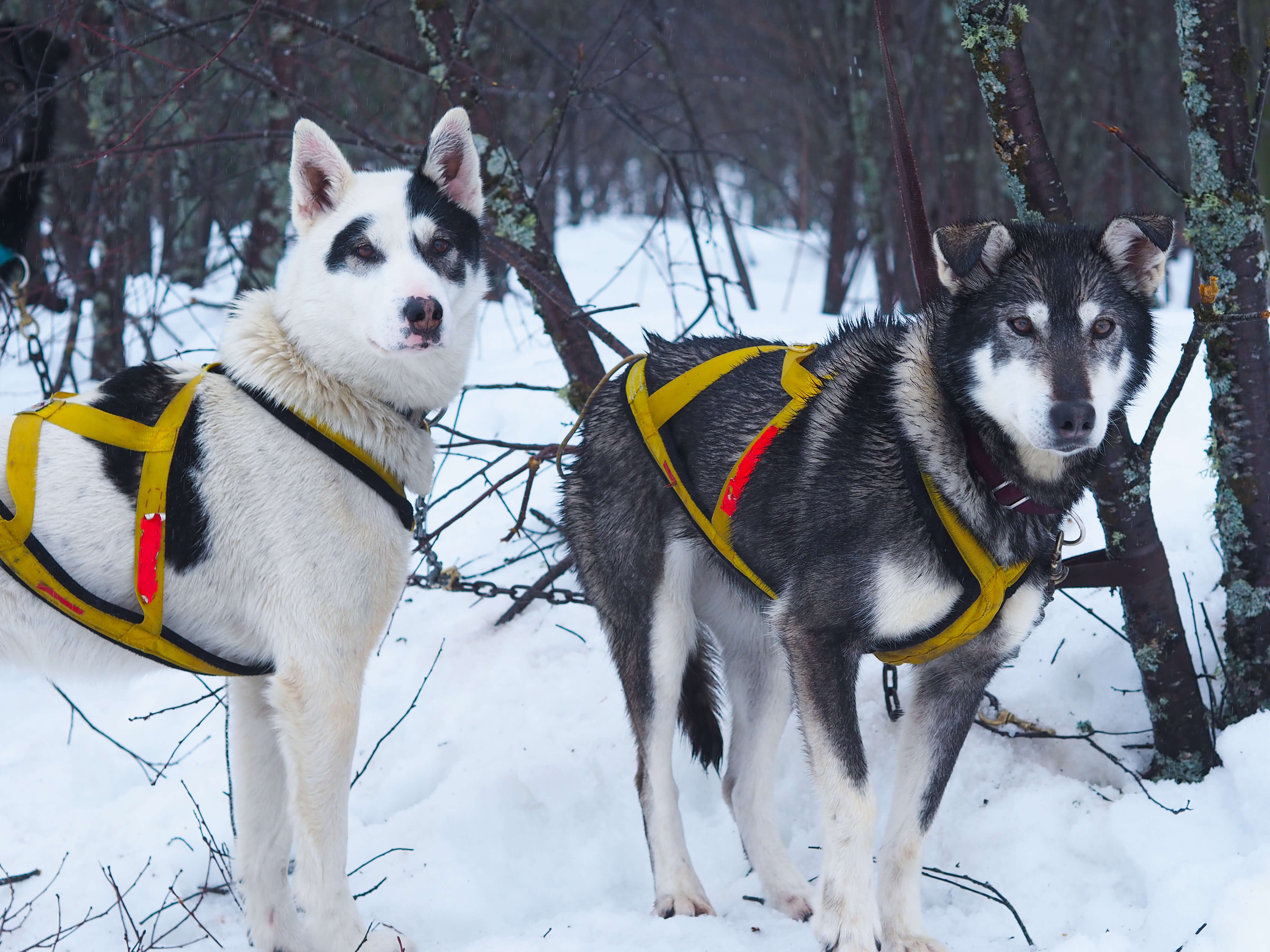 Dog Sledding Quebec