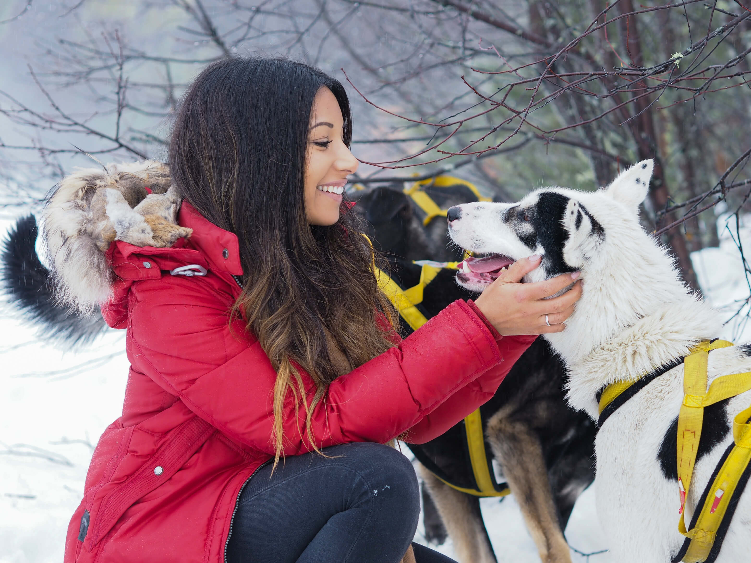 Dog Sledding Quebec