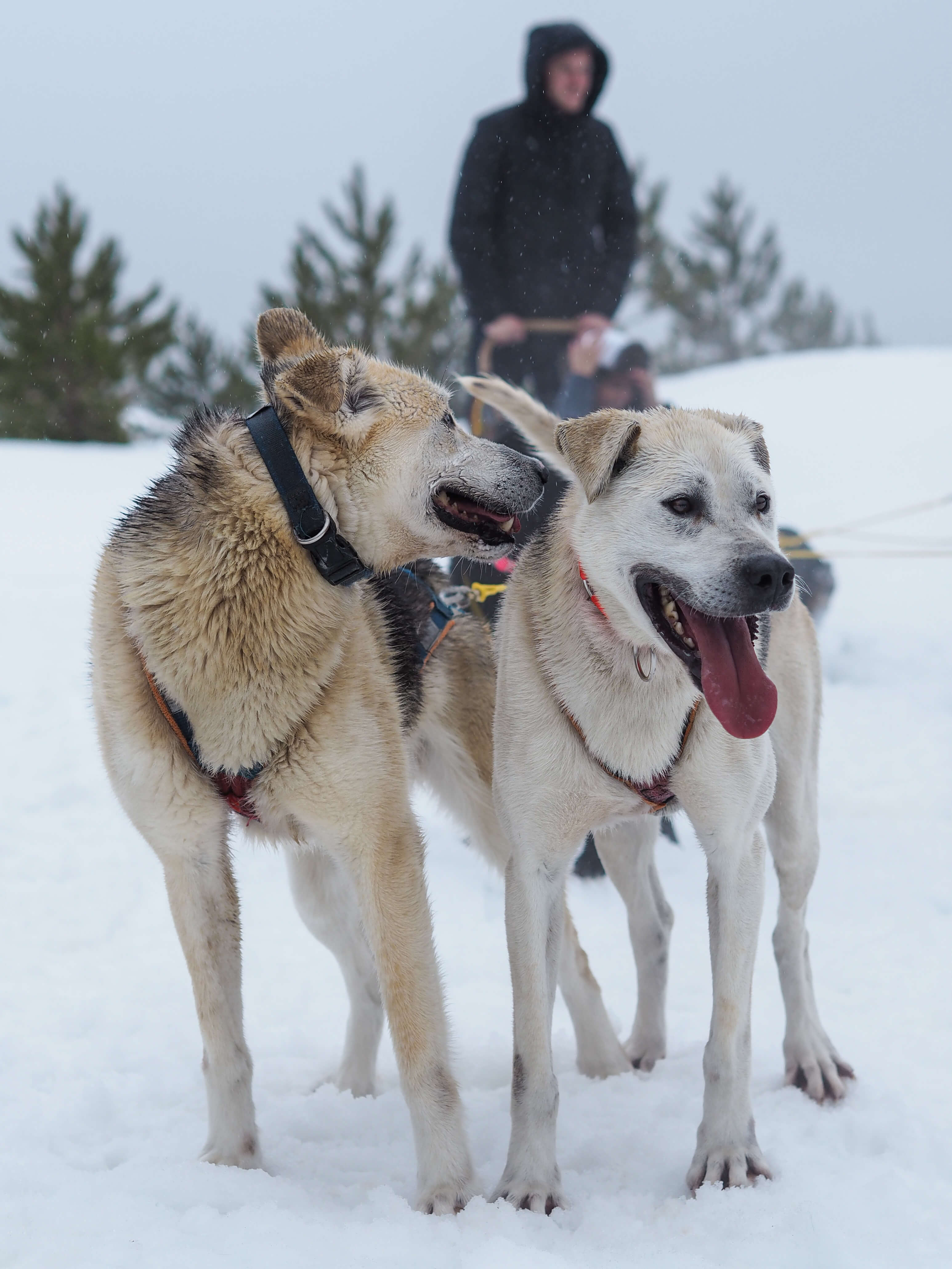 Dog Sledding Quebec