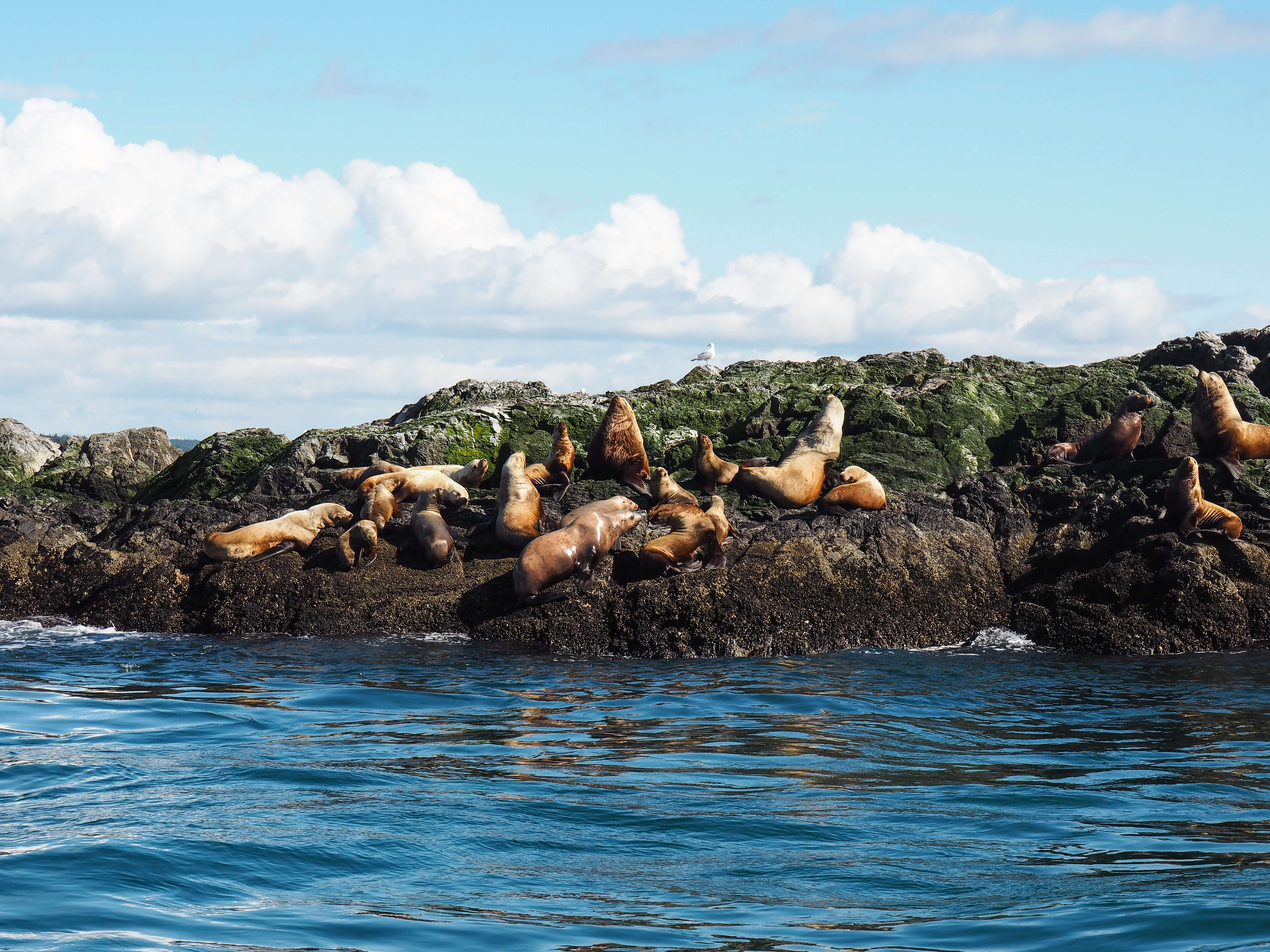 Whale watching in victoria