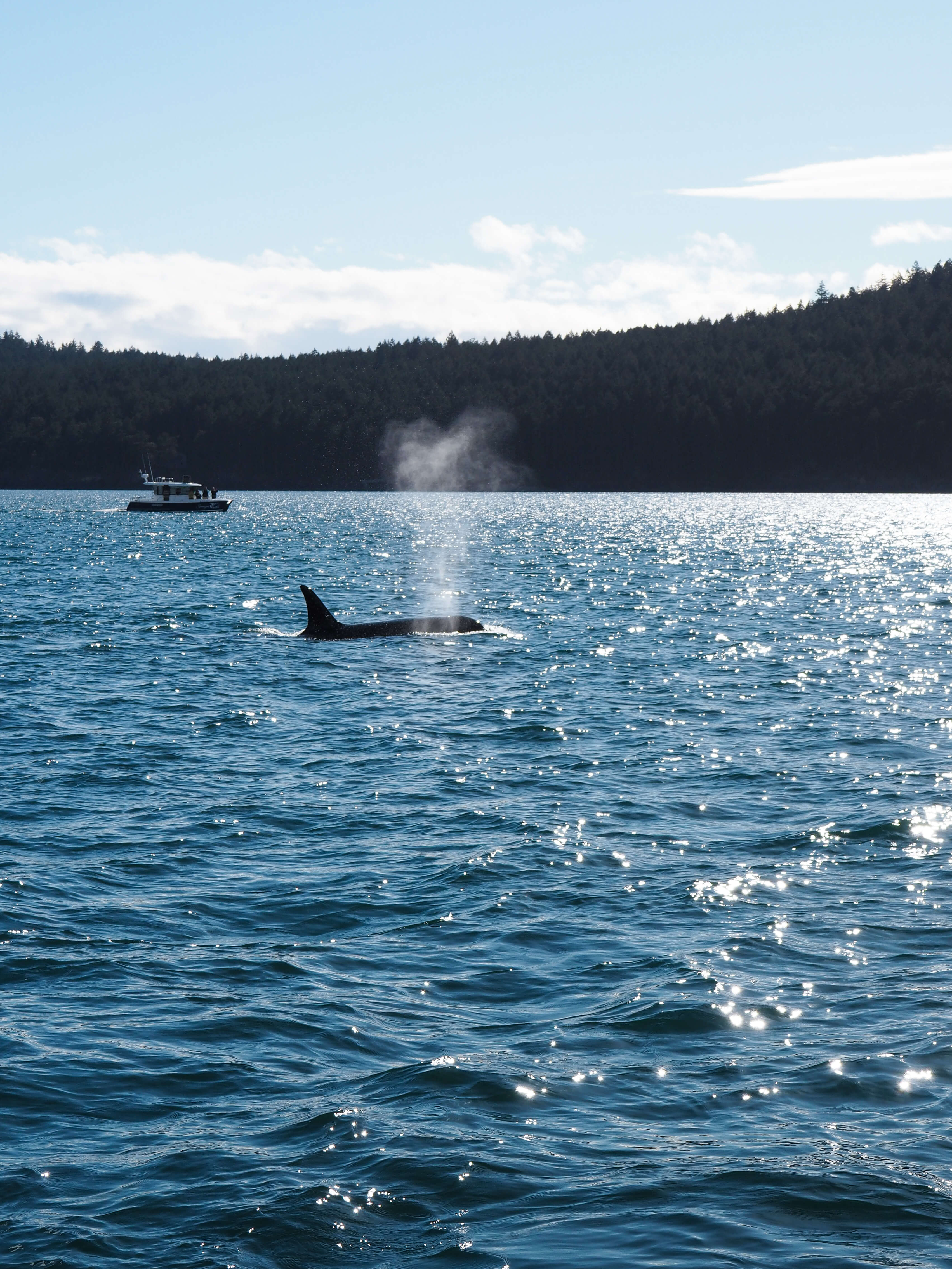 Whale watching in Victoria