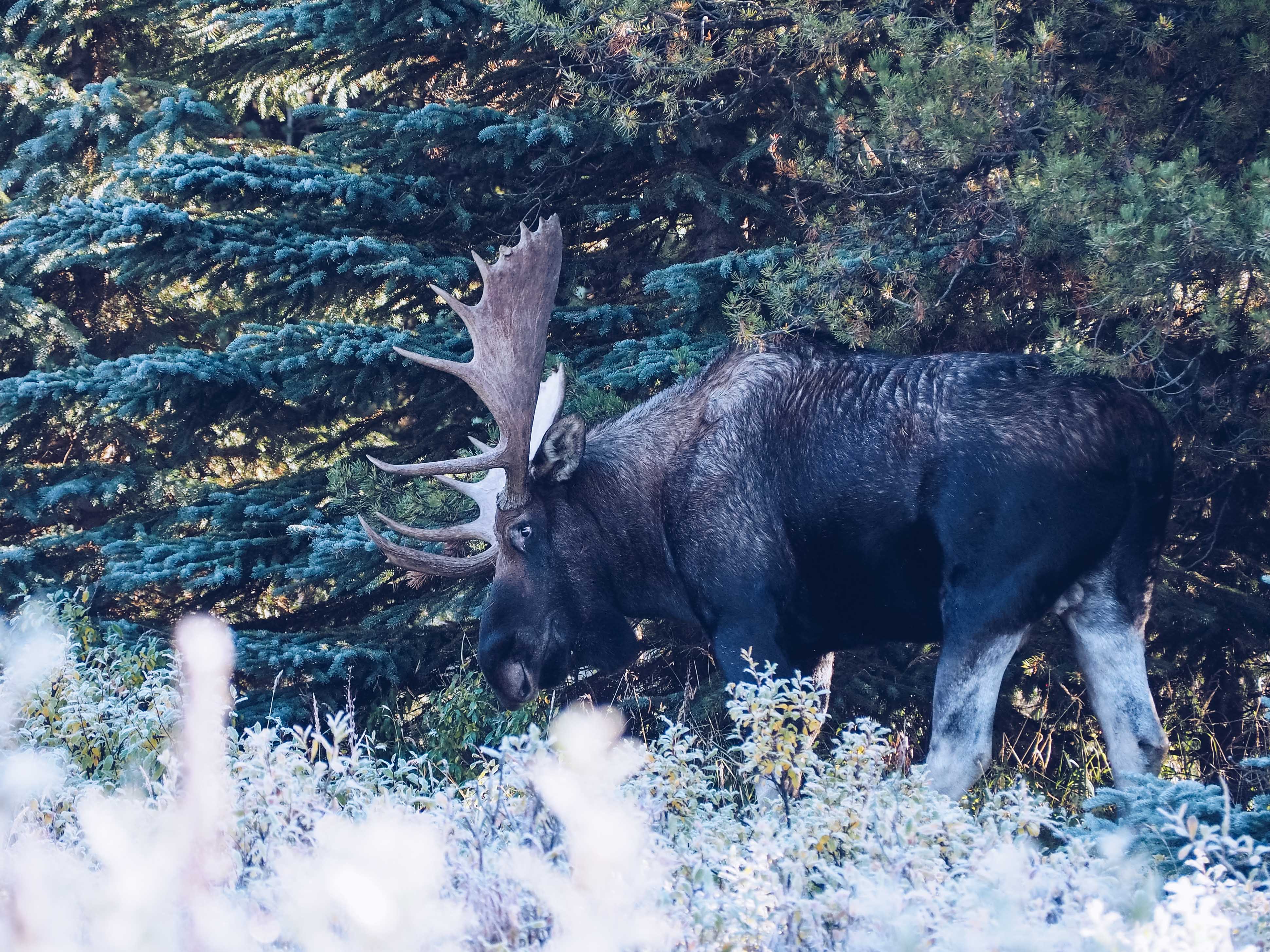 Wildlife at Maligne Lake