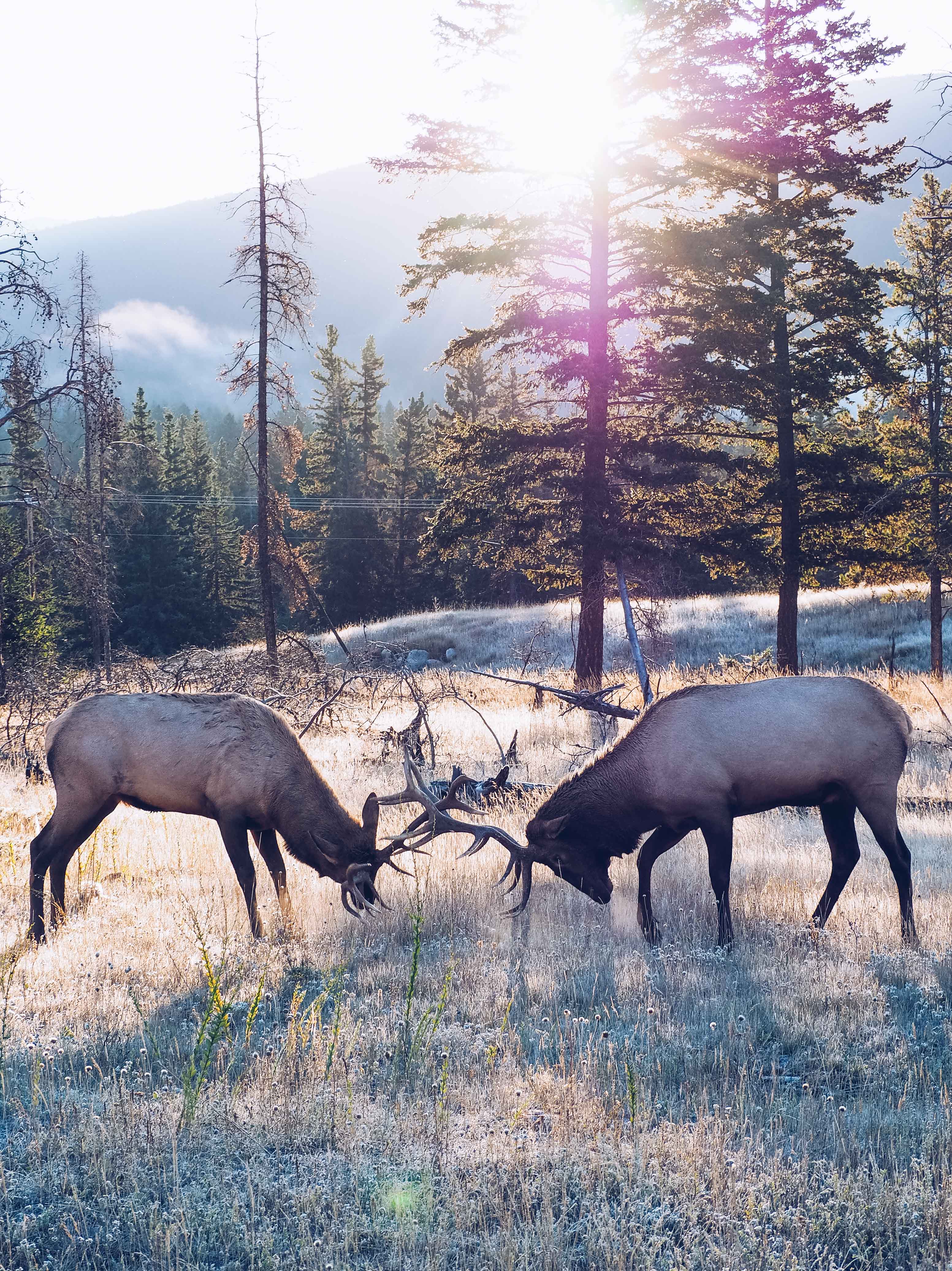 Wildlife in Banff