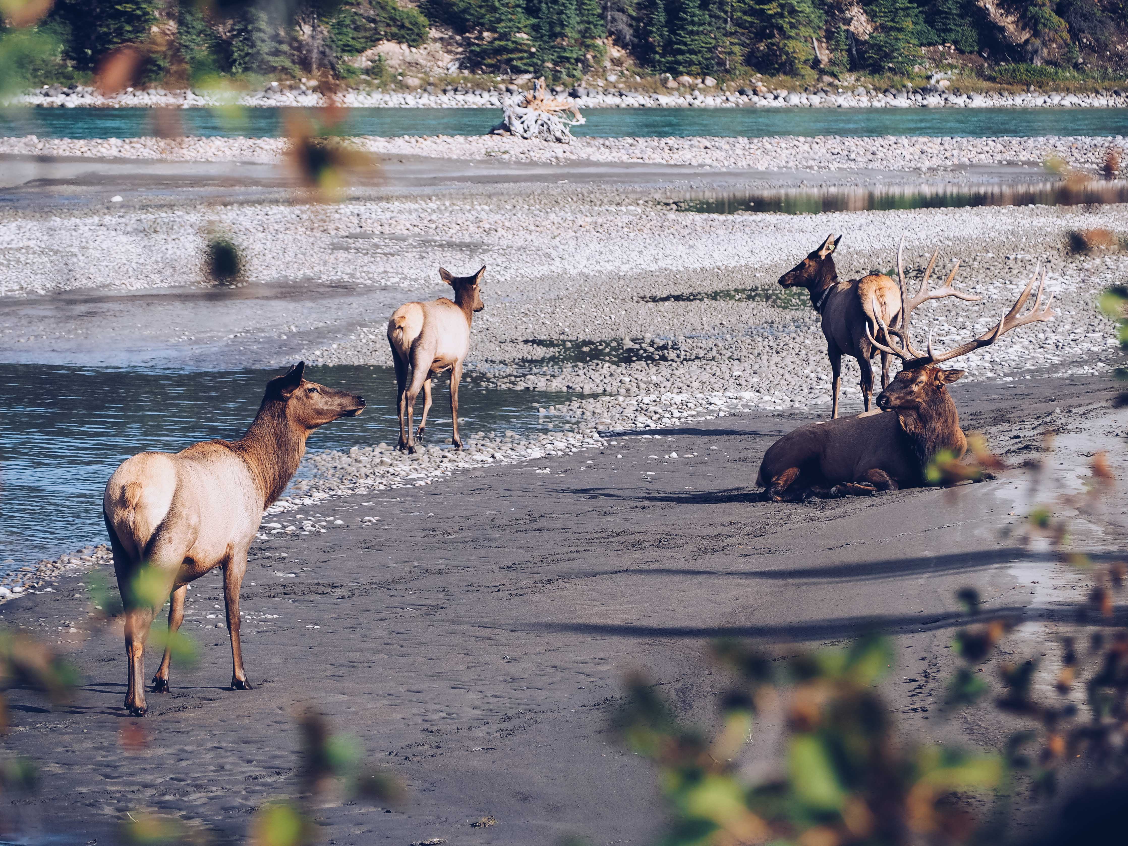 Wildlife in Jasper