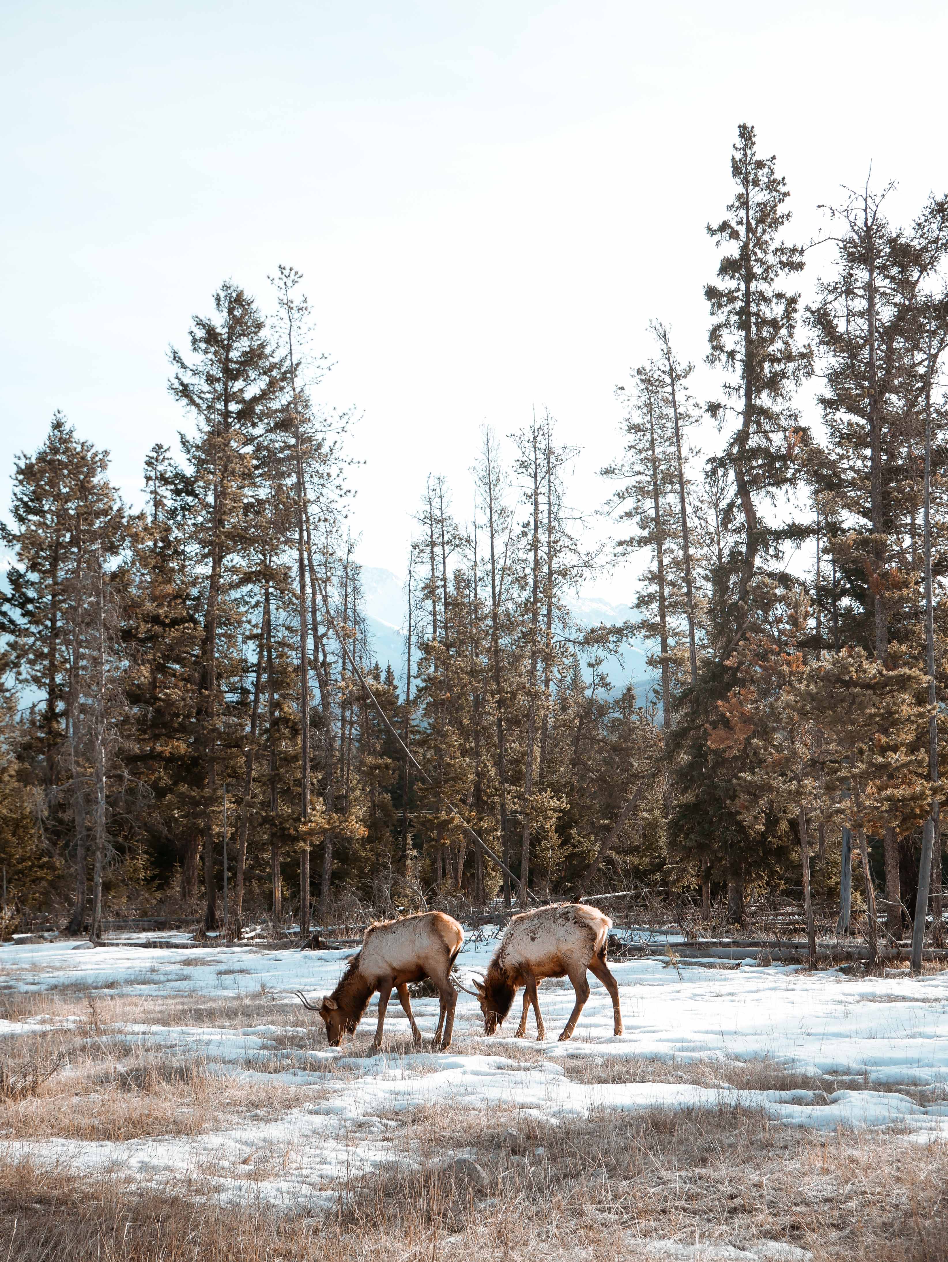 3 days in jasper