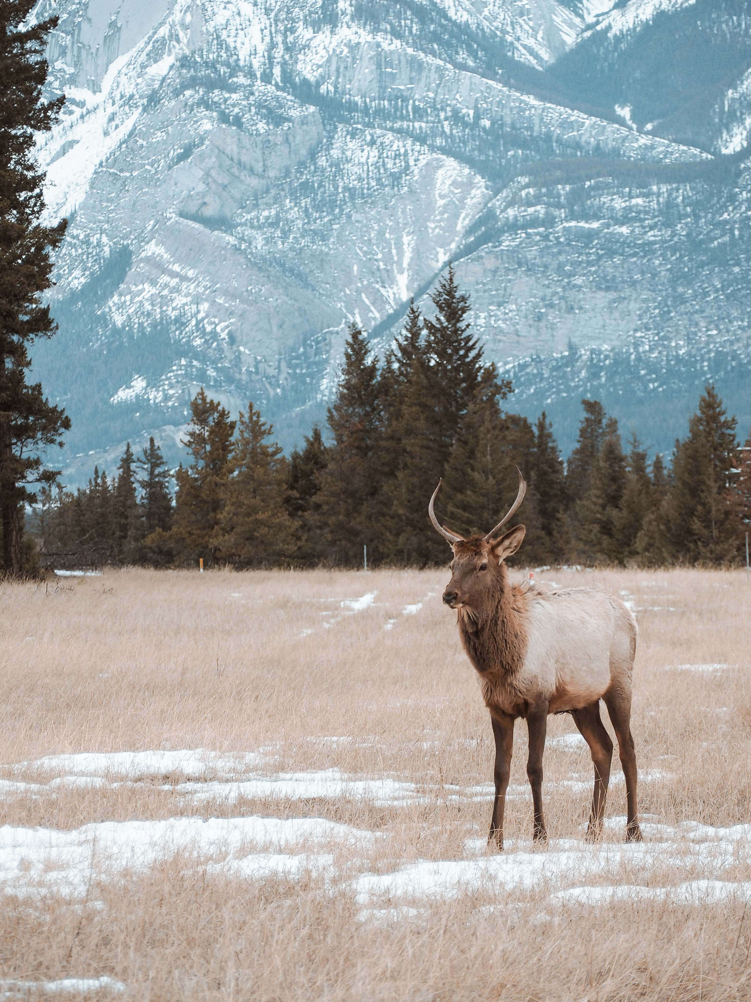 wildlife in jasper