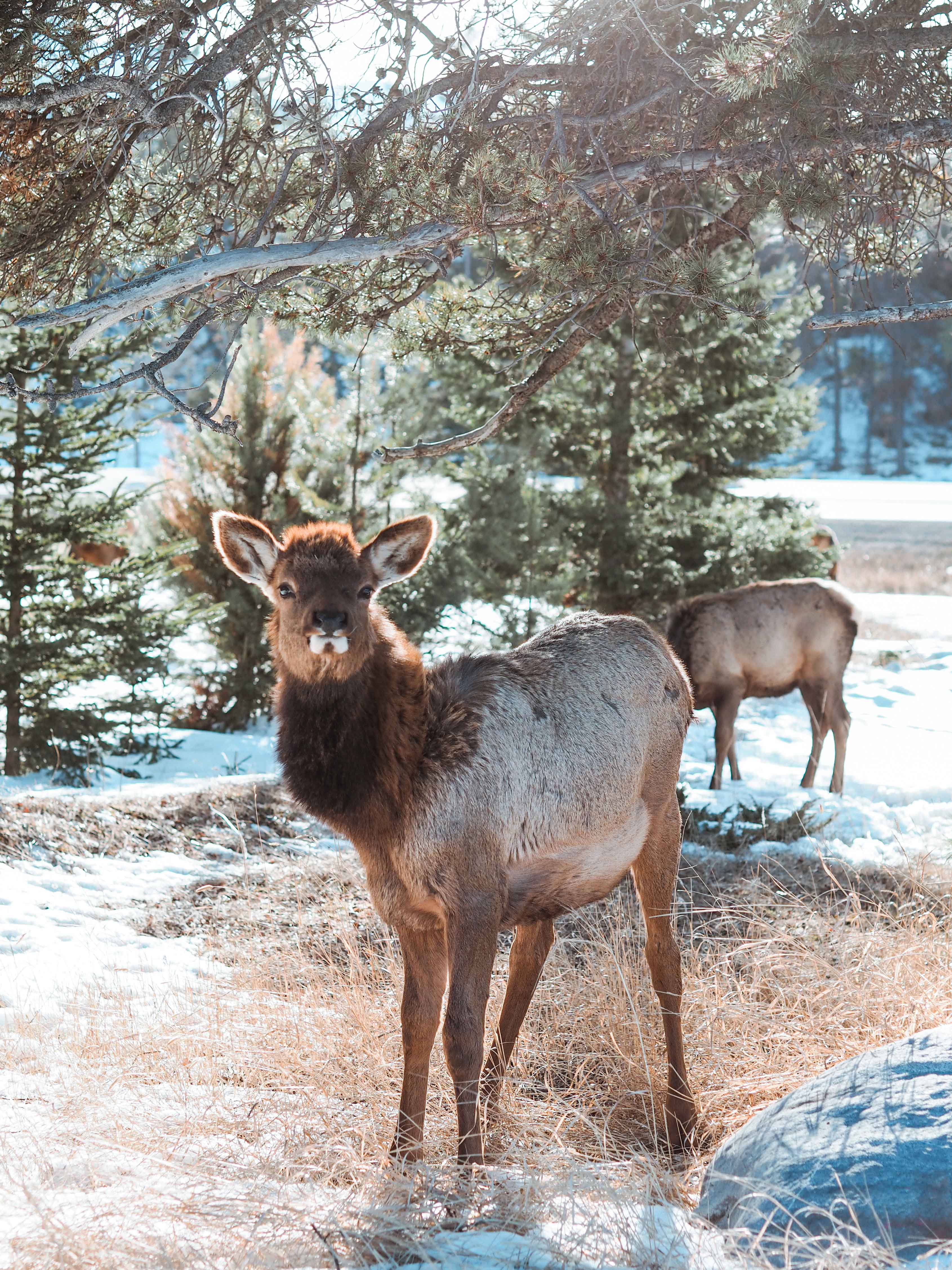 Wildlife in Jasper