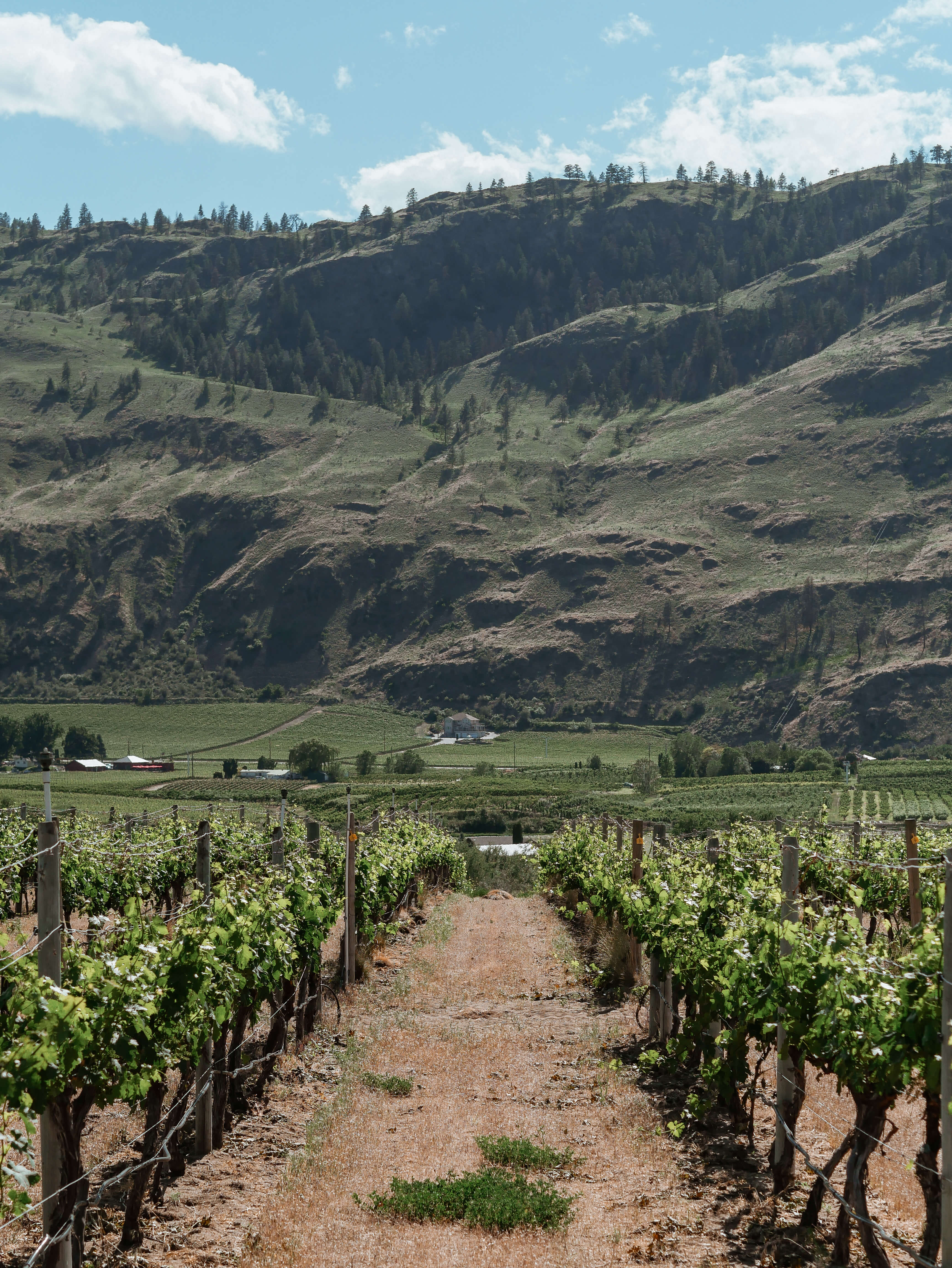 Half Corked Marathon Osoyoos