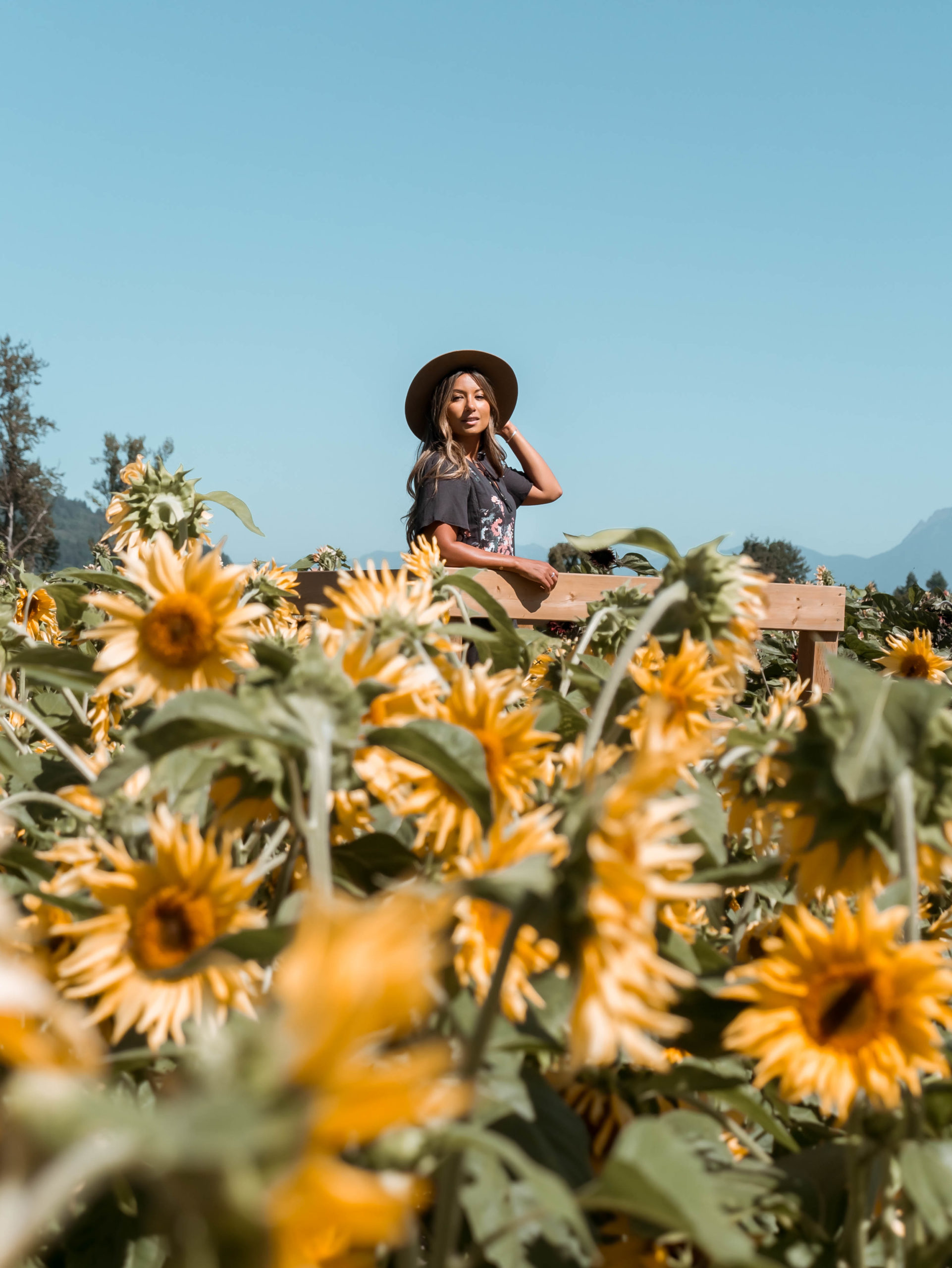 Sunflower festival