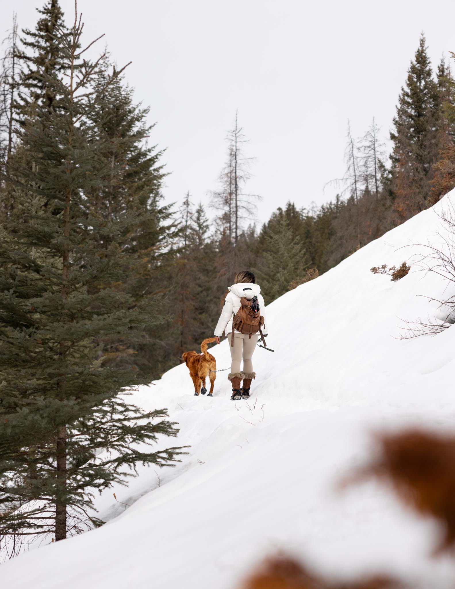 Dog friendly winter clearance hikes